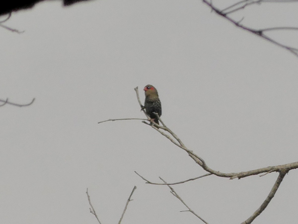 Red-eared Firetail - ML641911906