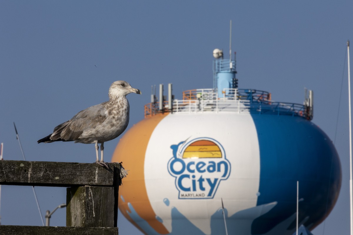 American Herring Gull - ML641911908