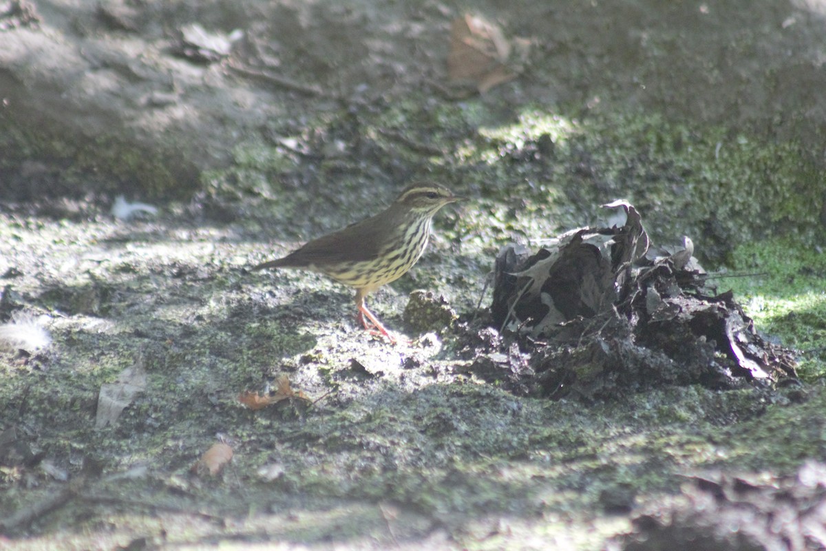 Northern Waterthrush - ML641911917