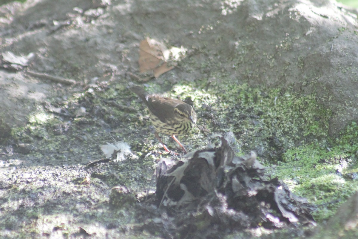 Northern Waterthrush - ML641911920