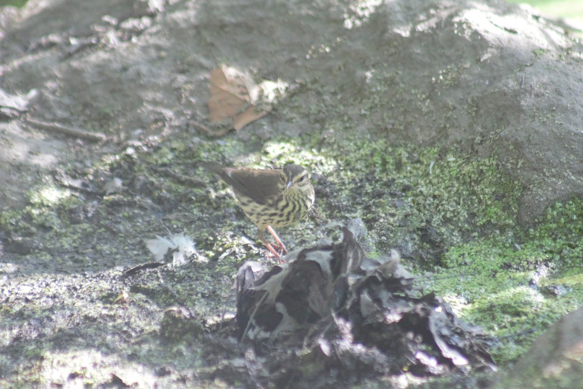 Northern Waterthrush - ML641911921