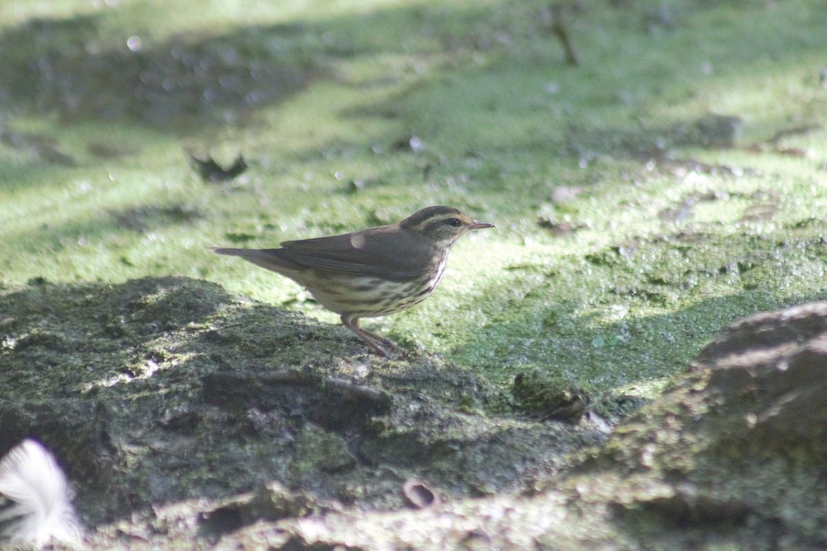 Northern Waterthrush - ML641911922