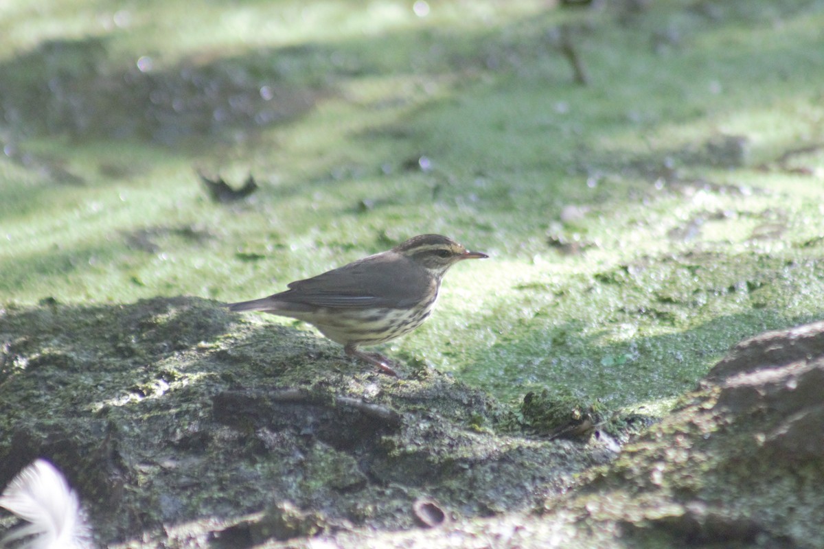 Northern Waterthrush - ML641911923
