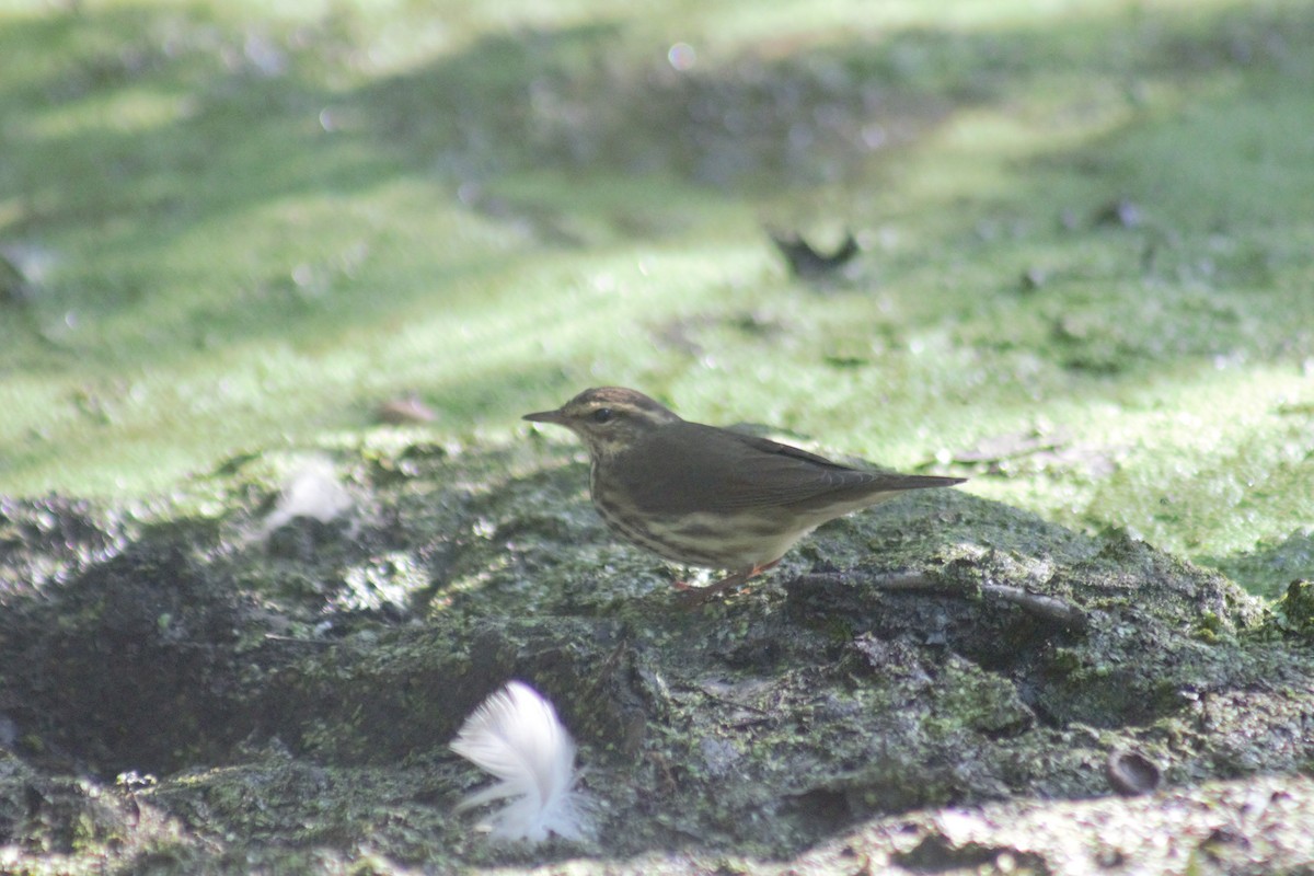 Northern Waterthrush - ML641911925