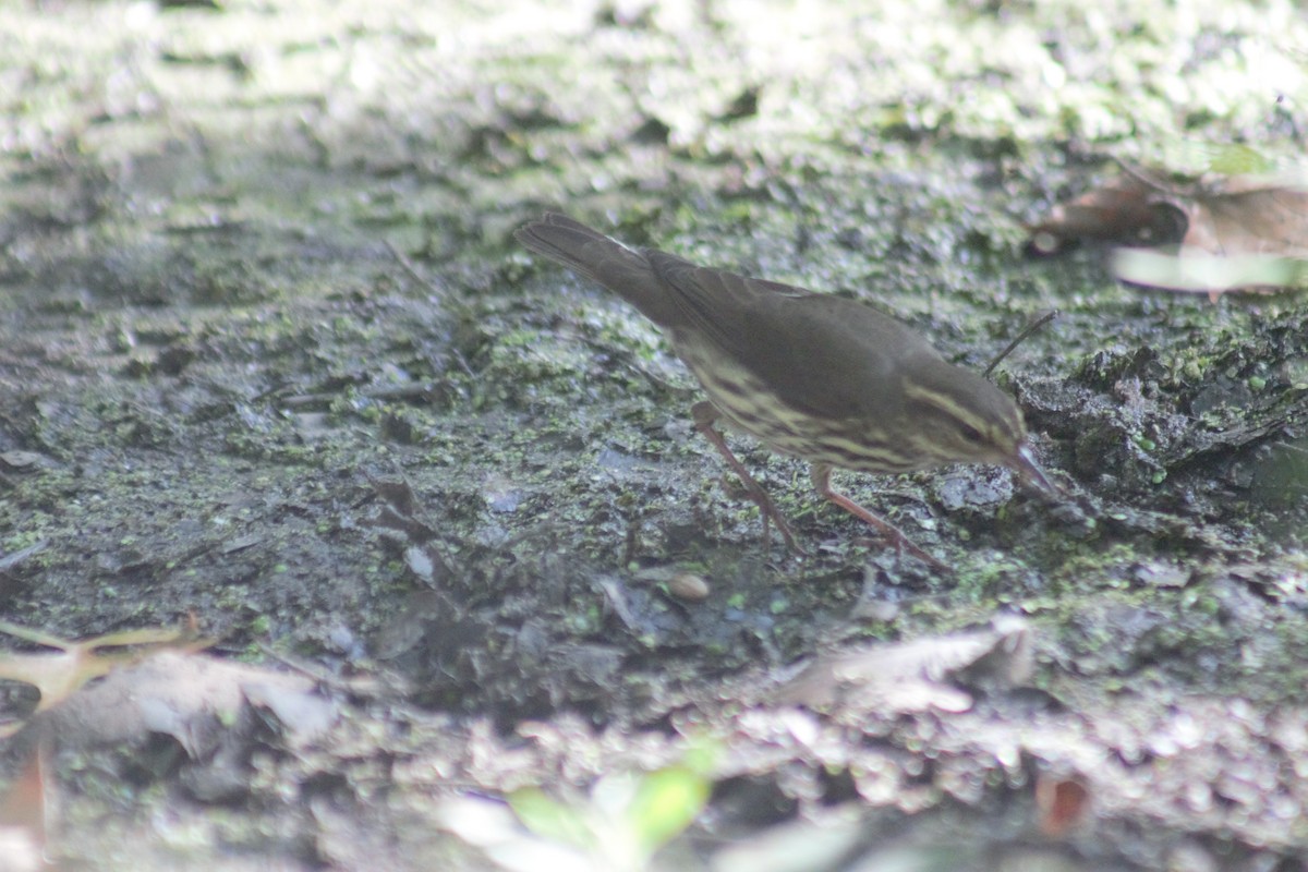 Northern Waterthrush - ML641911926