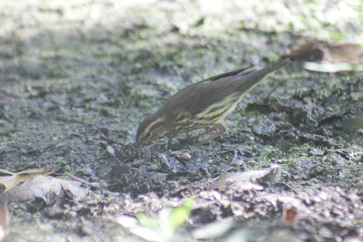 Northern Waterthrush - ML641911927