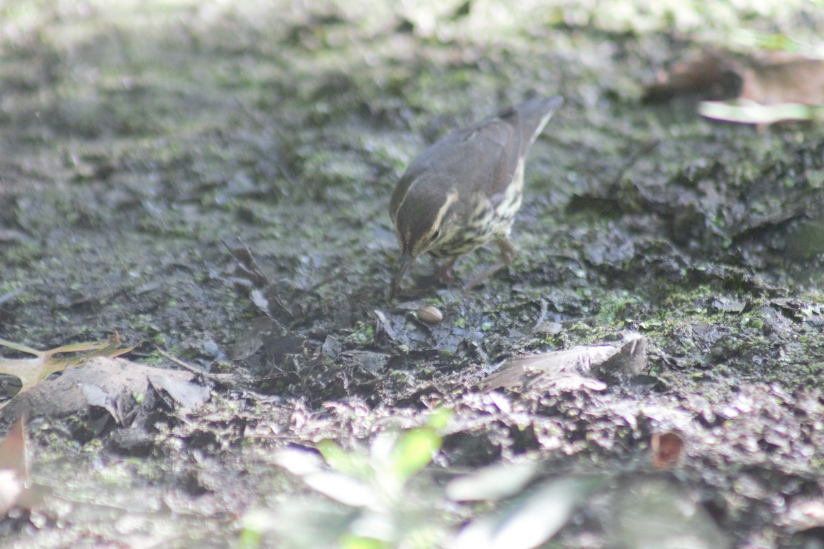 Northern Waterthrush - ML641911928