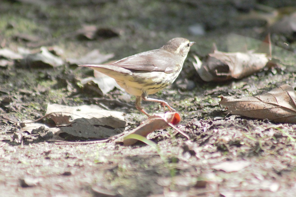 Northern Waterthrush - ML641911929