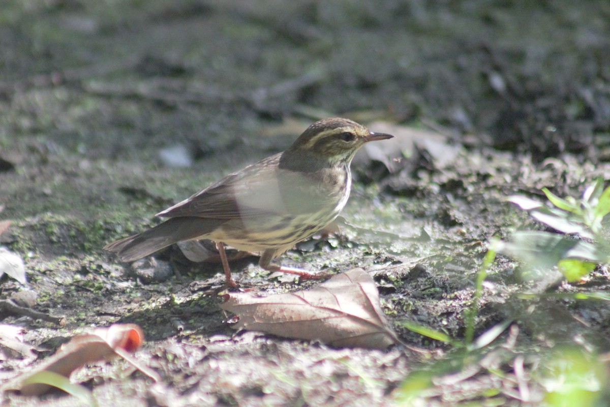 Northern Waterthrush - ML641911930