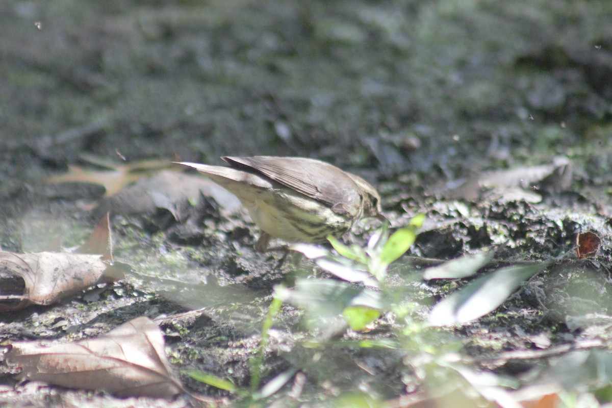 Northern Waterthrush - ML641911931