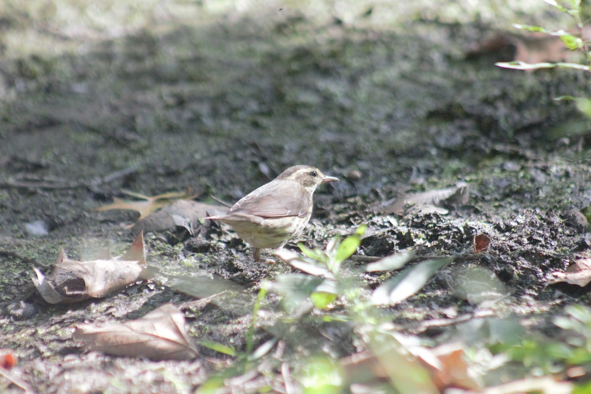 Northern Waterthrush - ML641911932