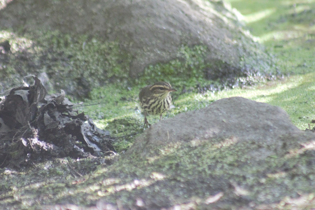 Northern Waterthrush - ML641911933