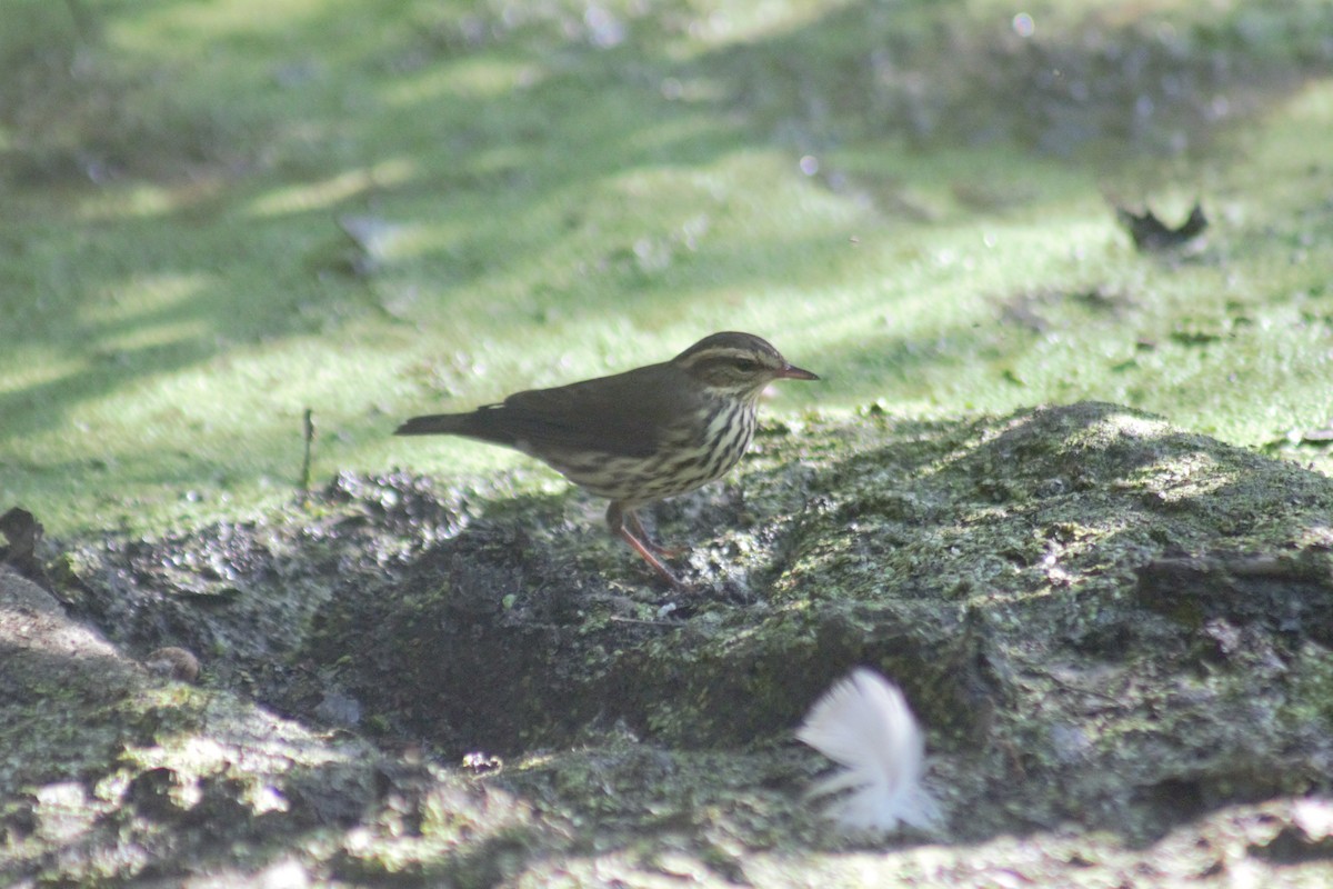 Northern Waterthrush - ML641911934