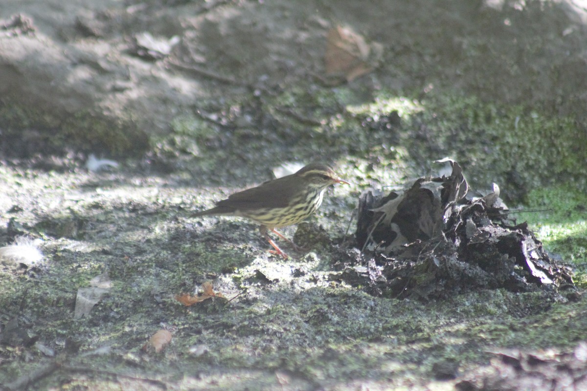 Northern Waterthrush - ML641911936