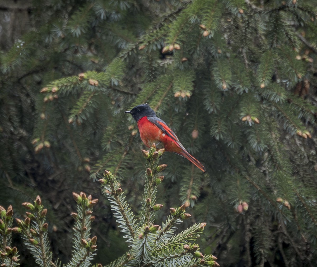 Short-billed Minivet - ML641911949