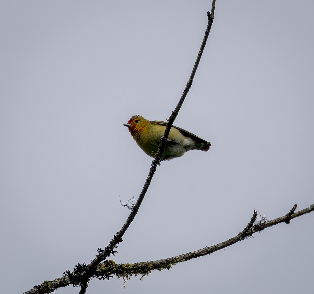 Fire-capped Tit - ML641911954