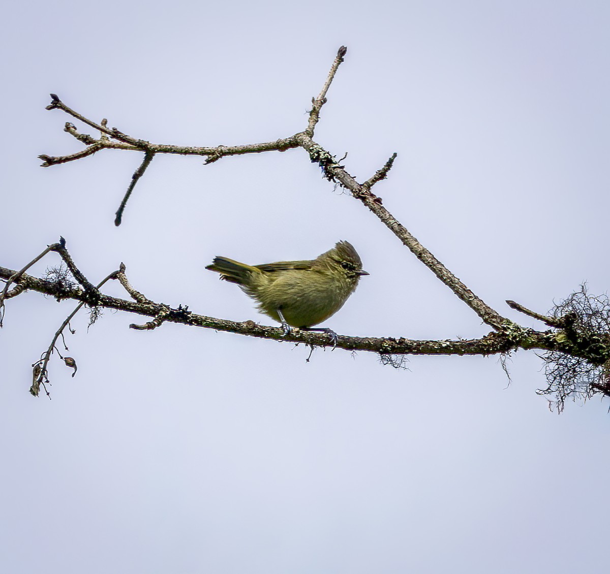 Yellow-browed Tit - ML641911959