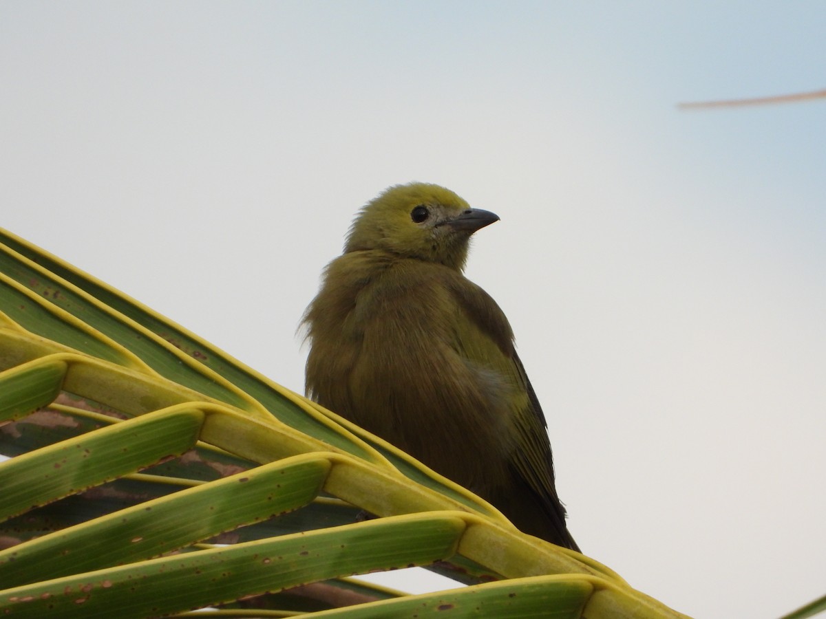 Palm Tanager - ML641911960