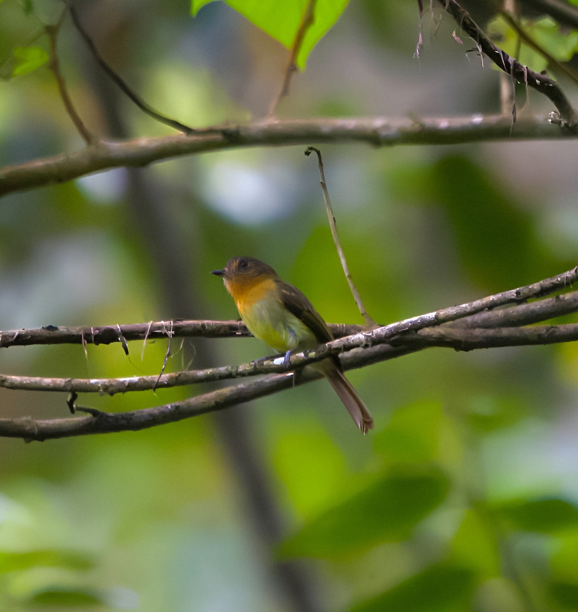 Rufous-breasted Flycatcher - ML641911961