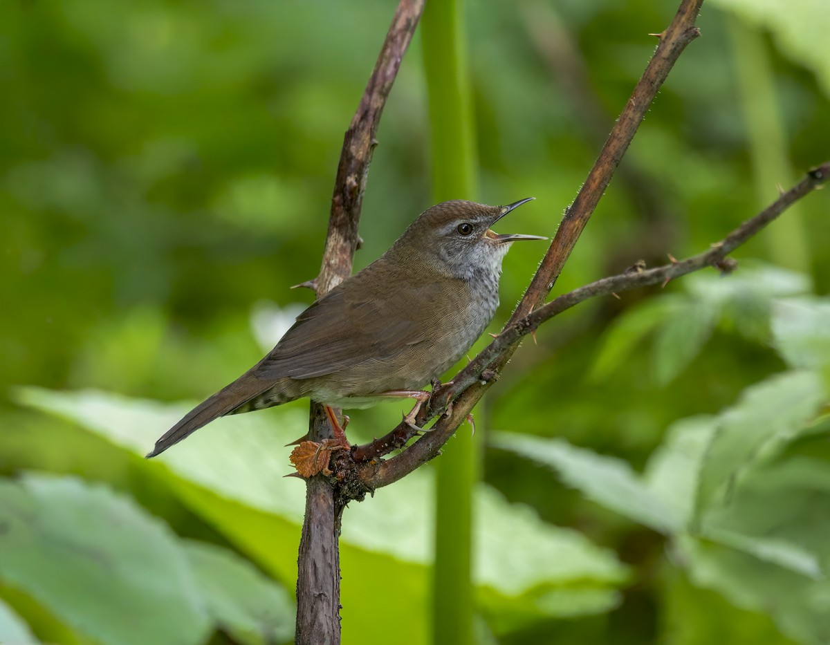 Spotted Bush Warbler - ML641911984