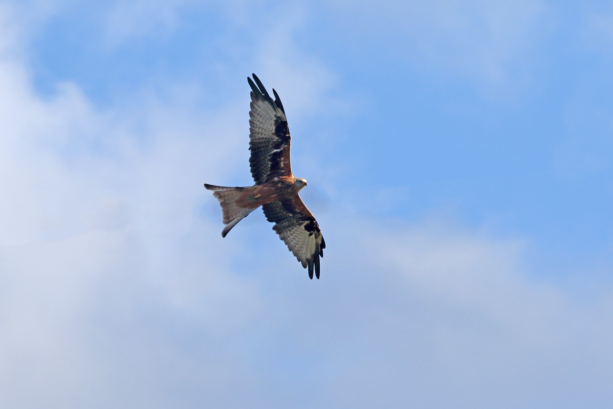 Red Kite - ML641911986
