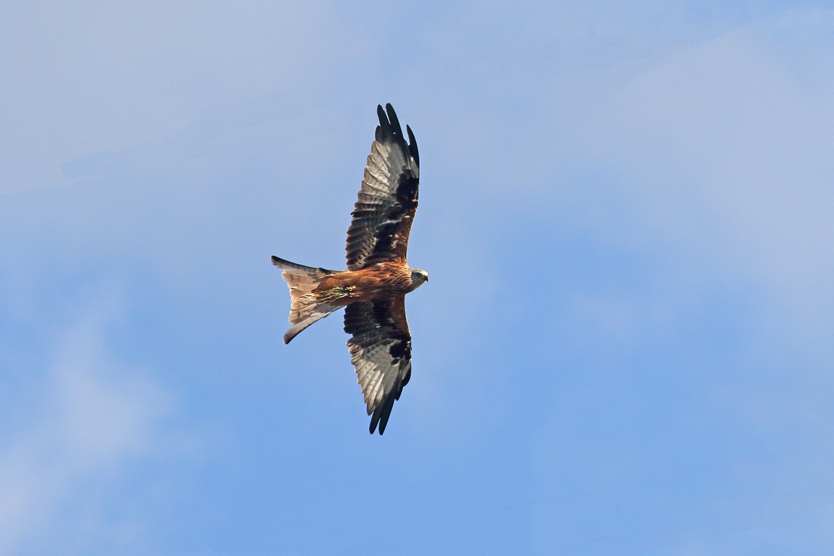 Red Kite - ML641911987