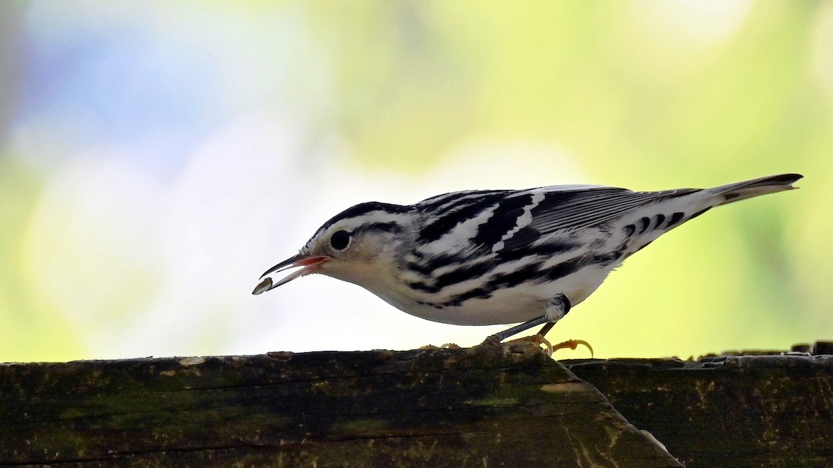 Black-and-white Warbler - ML641911992
