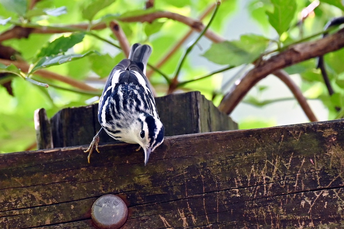 Black-and-white Warbler - ML641911993