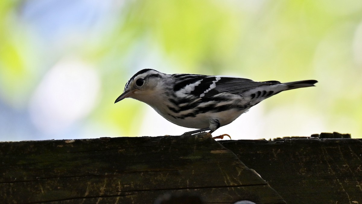 Black-and-white Warbler - ML641911994