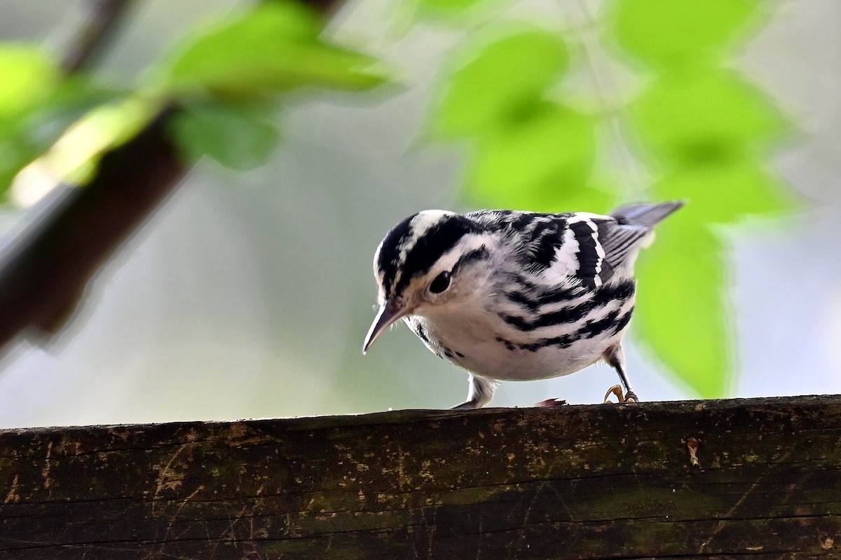Black-and-white Warbler - ML641911995
