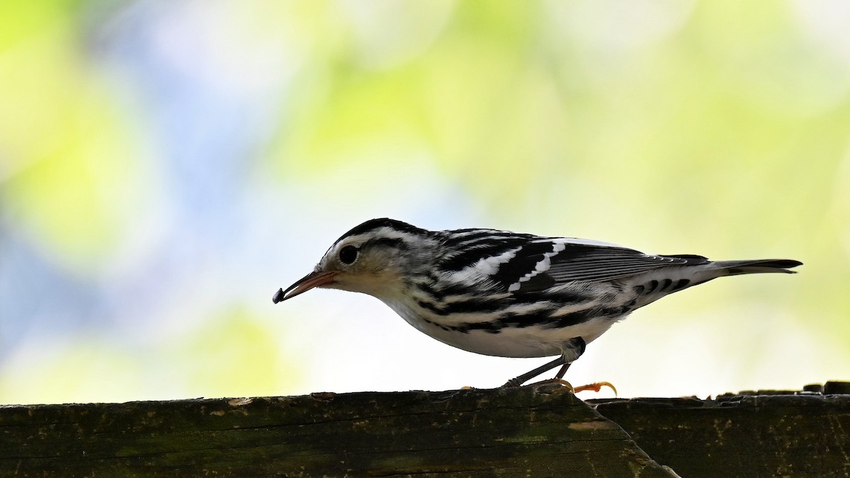 Black-and-white Warbler - ML641911996