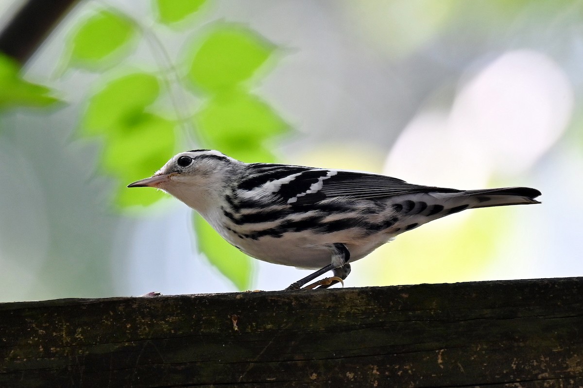Black-and-white Warbler - ML641911997