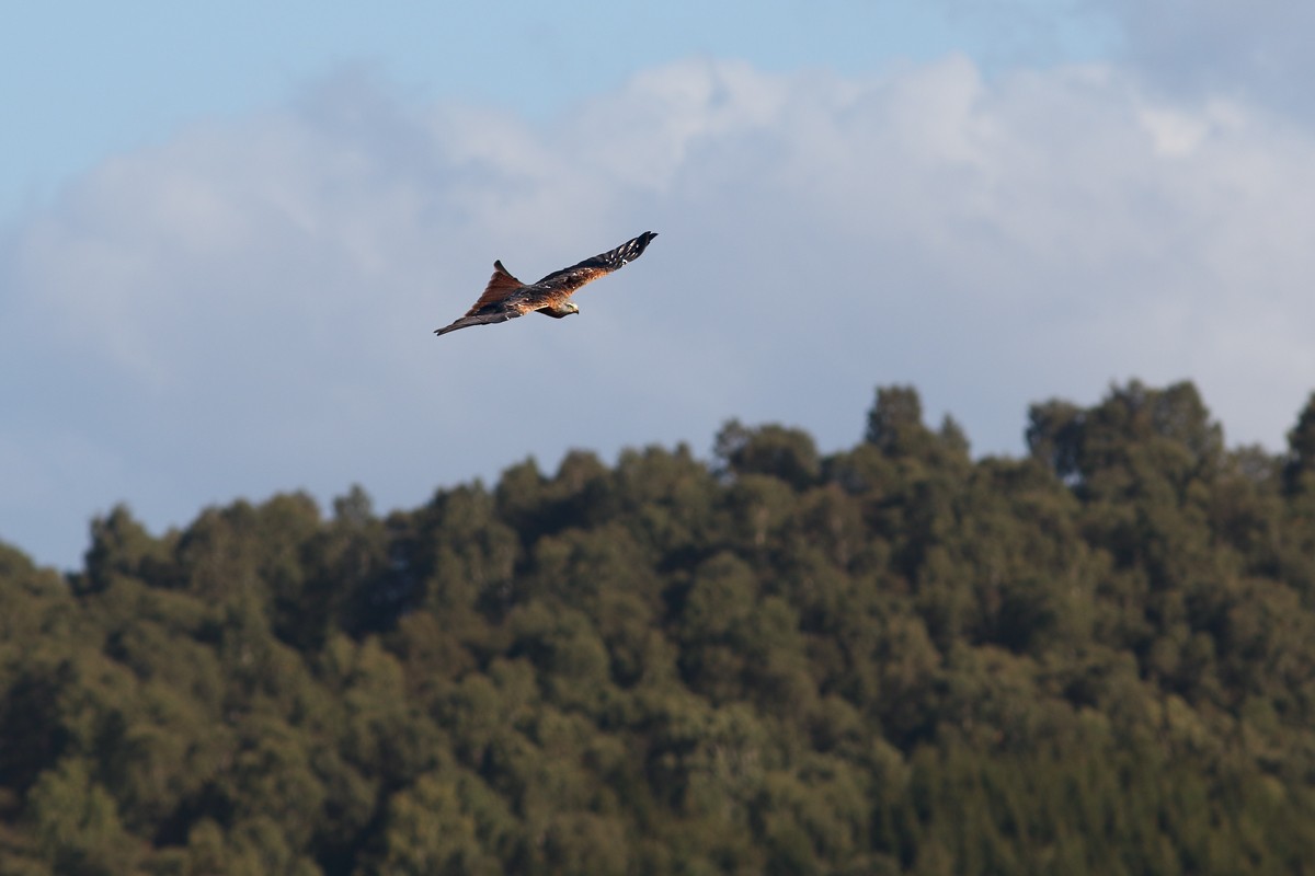 Red Kite - ML641912015