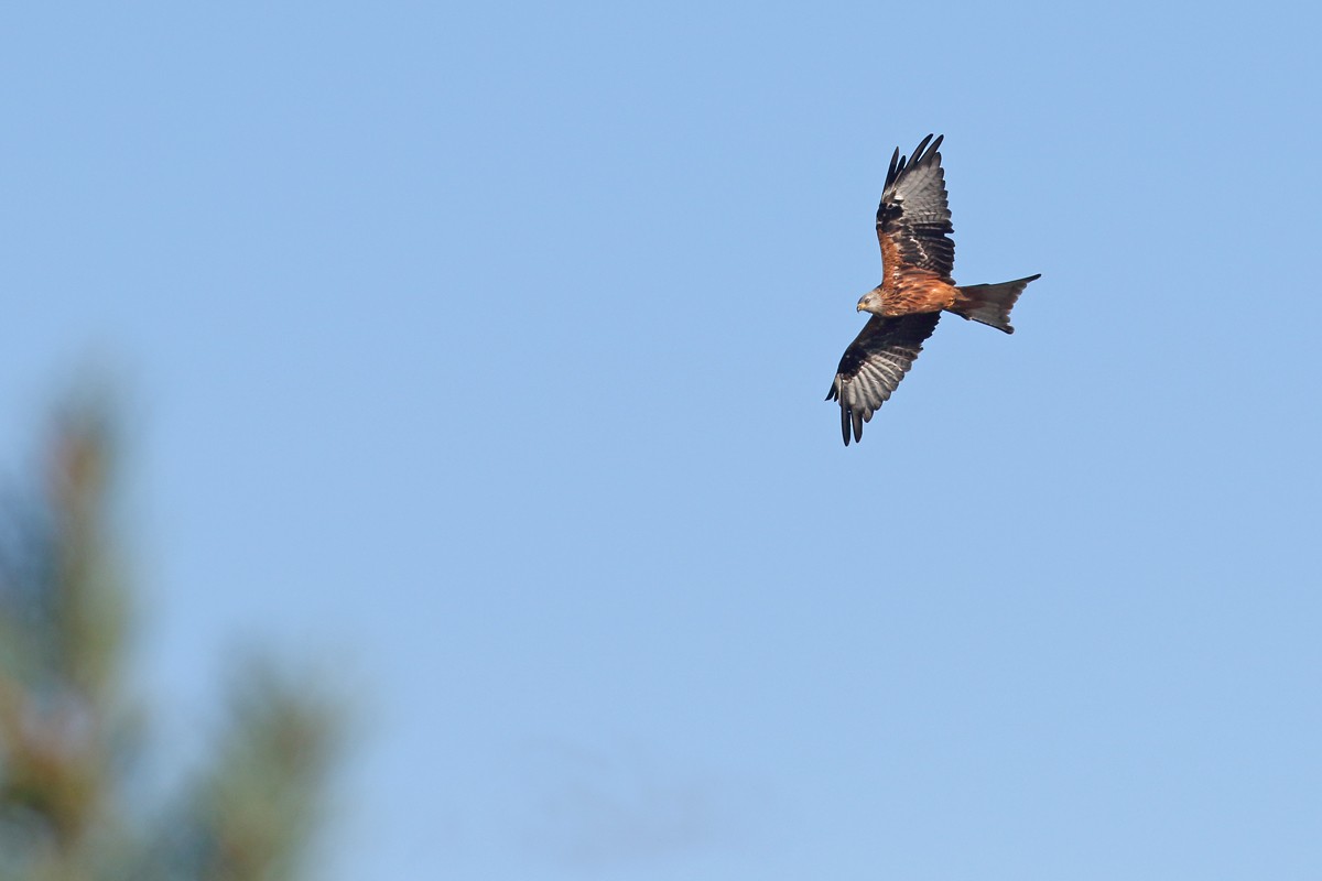 Red Kite - ML641912016