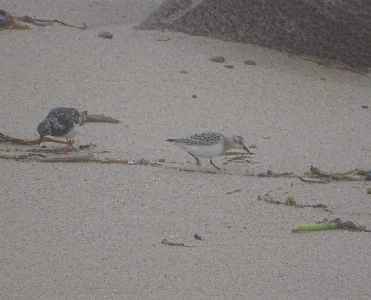 Sanderling - ML641912020