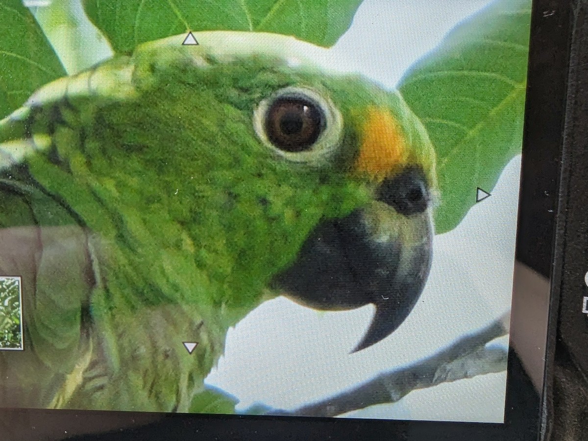 Red-lored Amazon - ML641912023