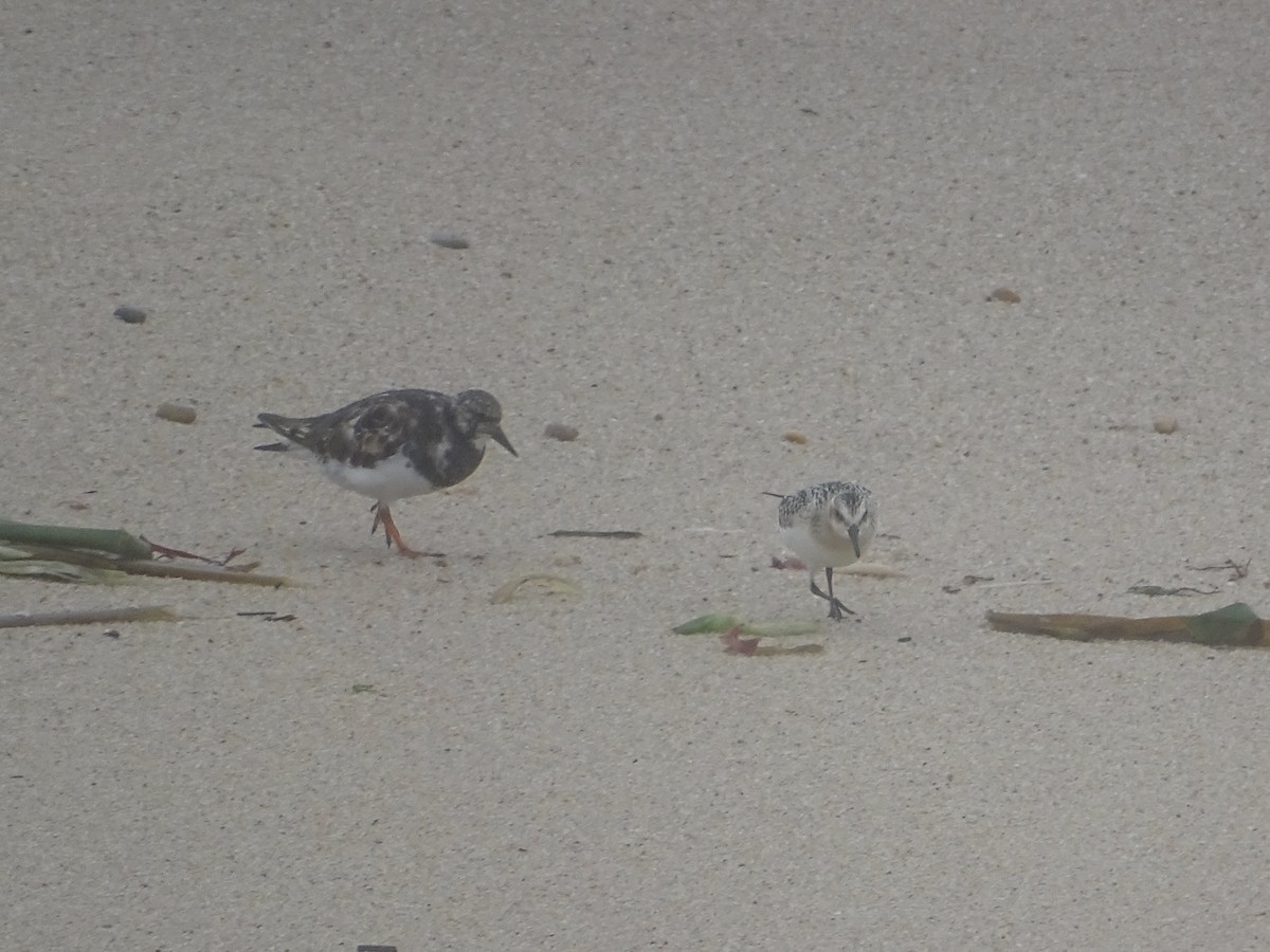 Ruddy Turnstone - ML641912024