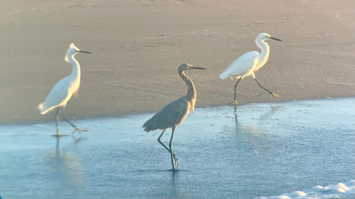 Reddish Egret - ML641912039