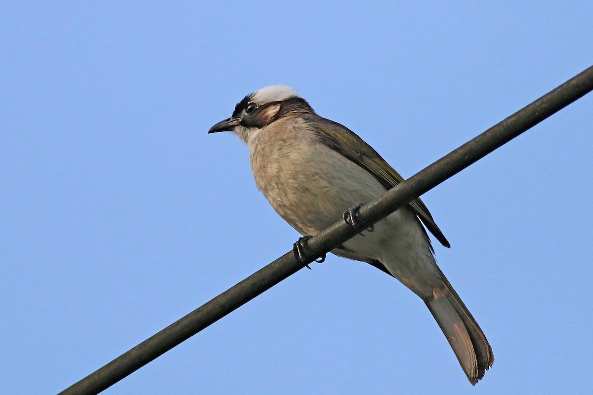Light-vented Bulbul - ML641912040
