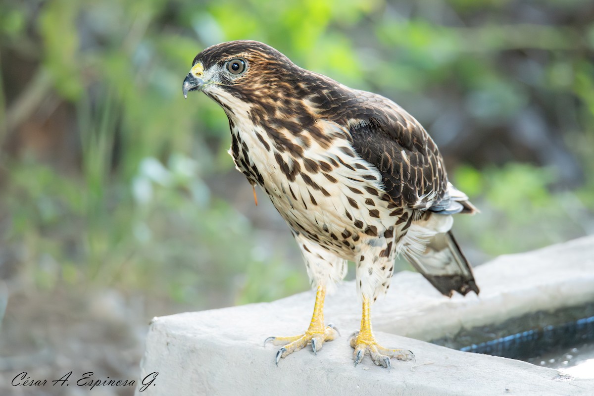 Broad-winged Hawk - ML641912049