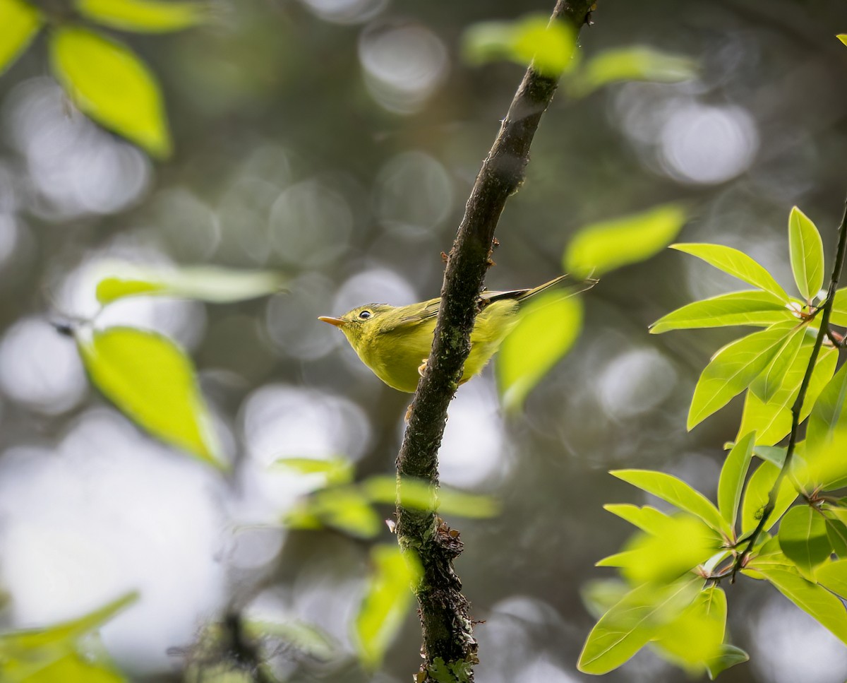 Martens's Warbler - ML641912053
