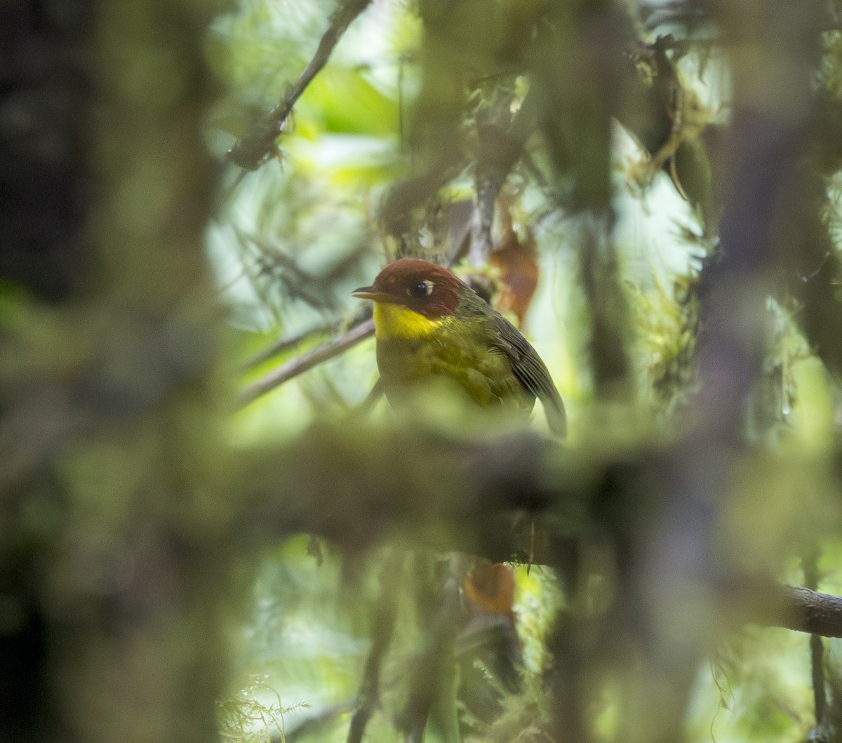 Chestnut-headed Tesia - ML641912059