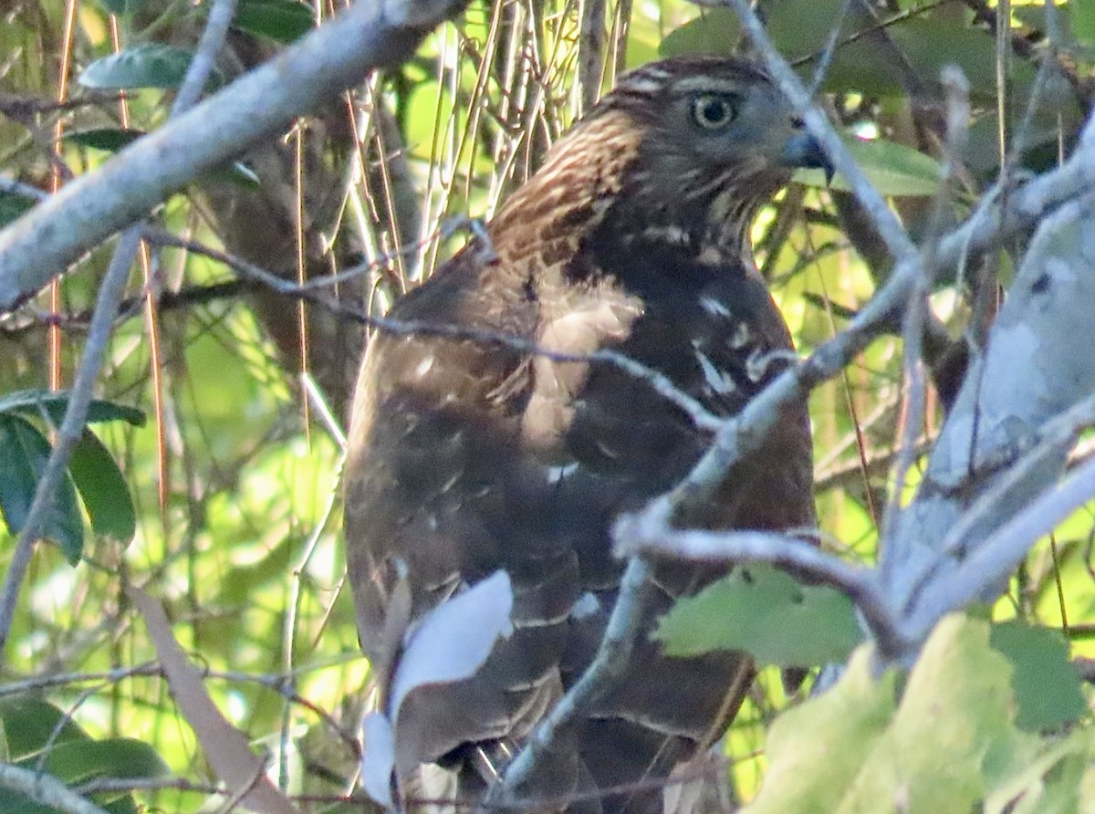 Cooper's Hawk - ML641912060