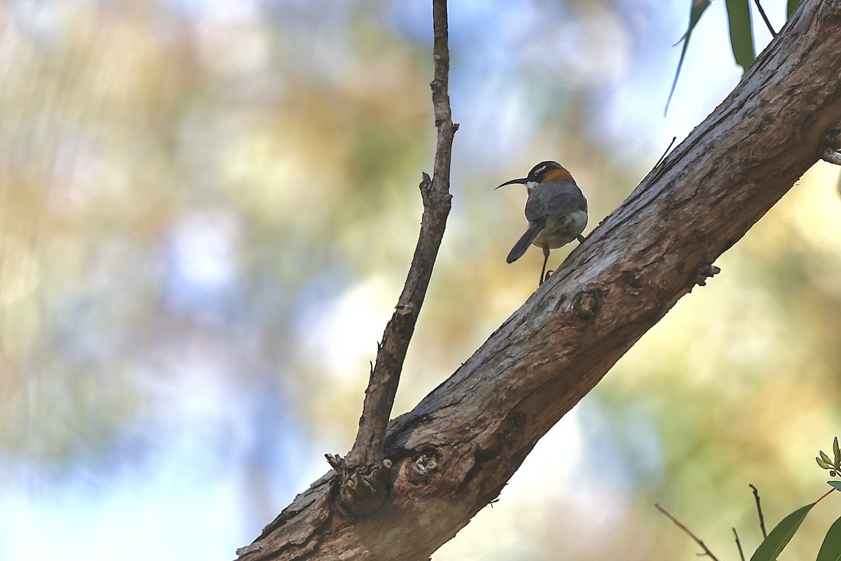 Western Spinebill - ML641912064