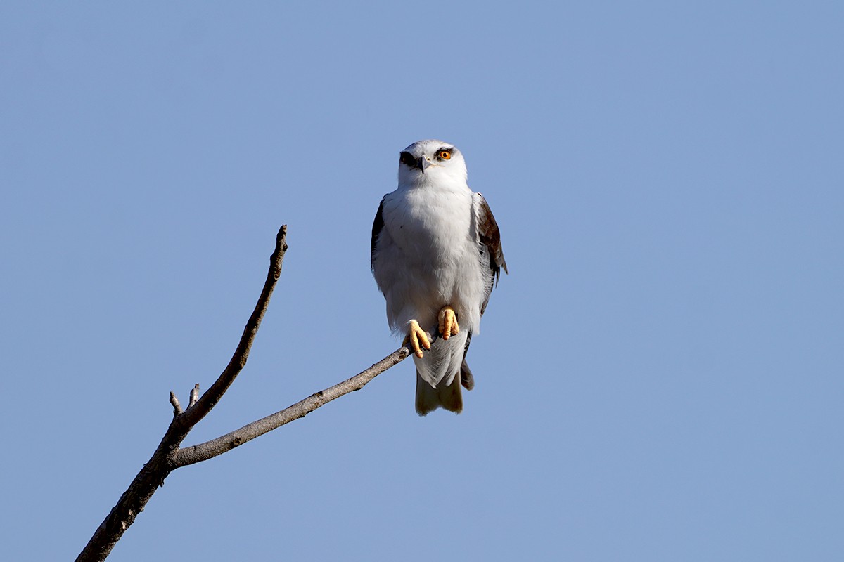 Black-winged Kite - ML641912065
