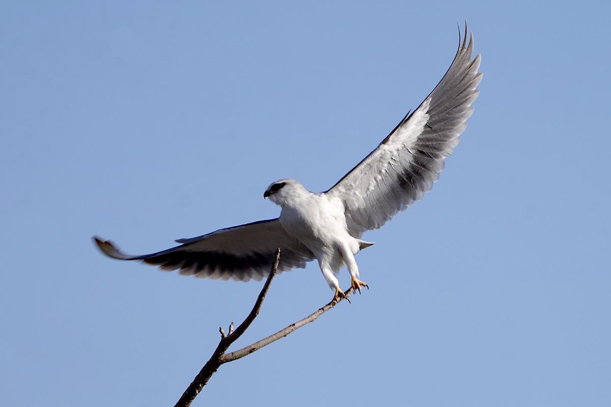 Black-winged Kite - ML641912066