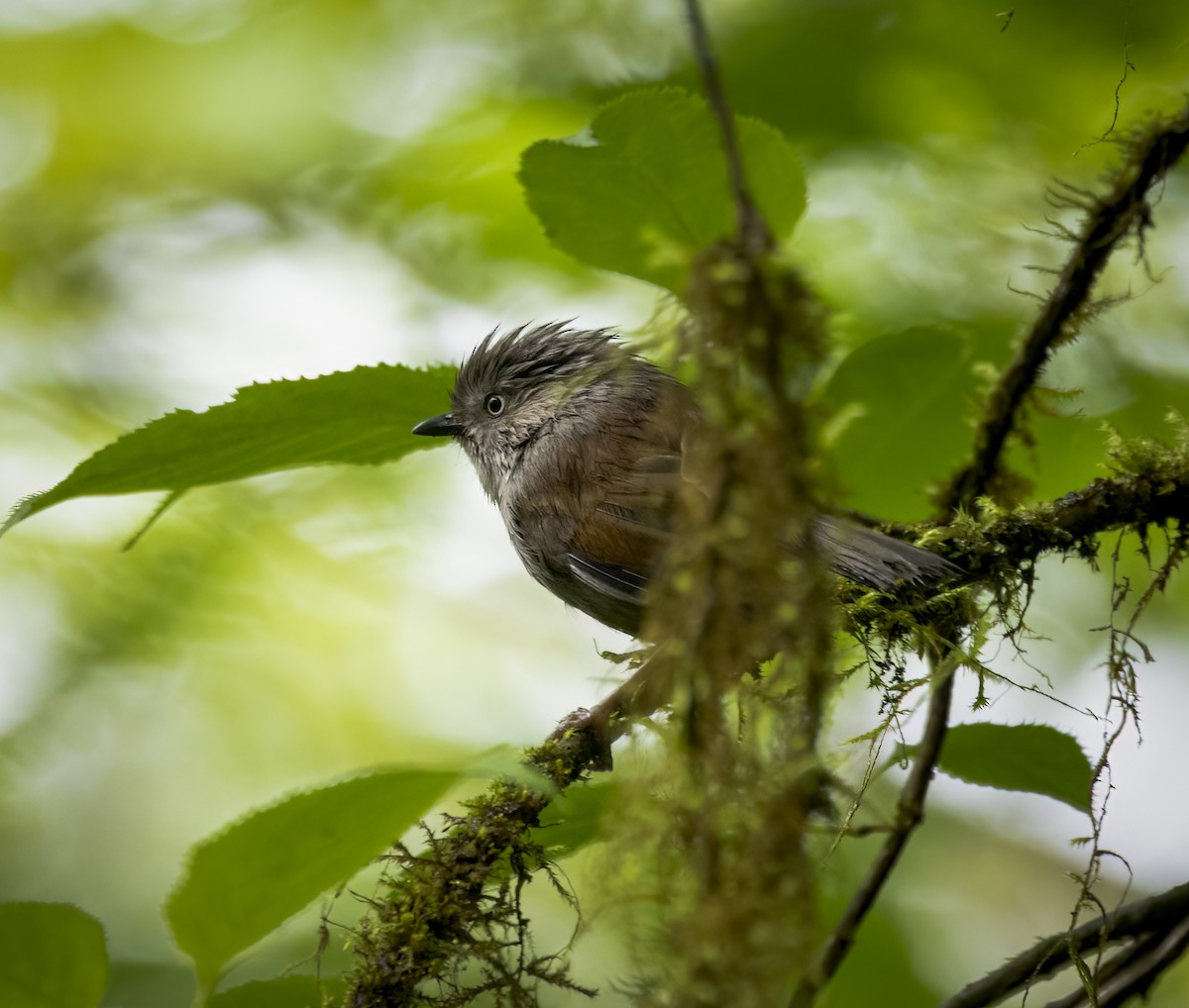 Gray-hooded Fulvetta - ML641912074