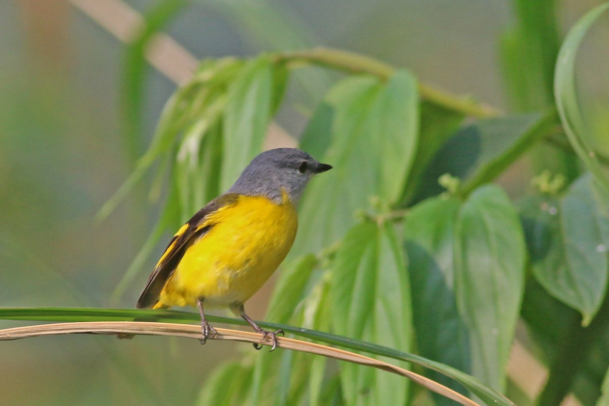 Graukehl-Mennigvogel - ML641912080