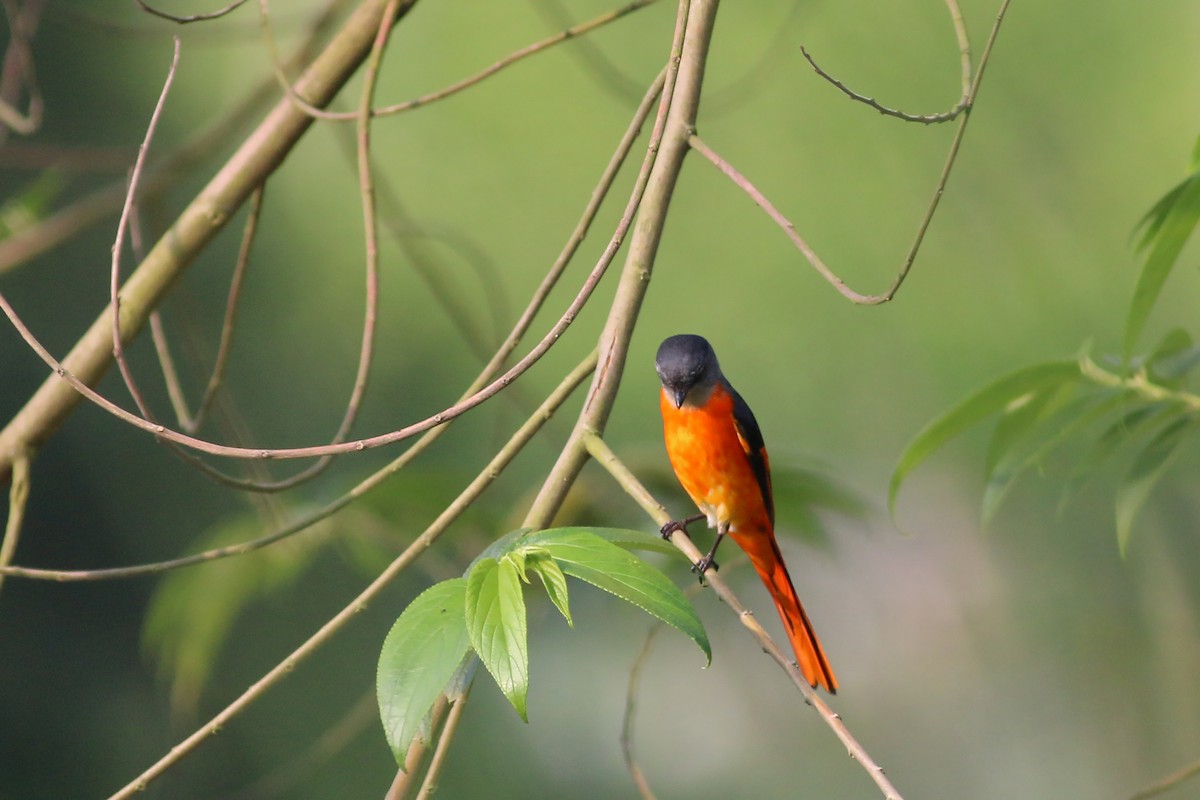 Graukehl-Mennigvogel - ML641912081