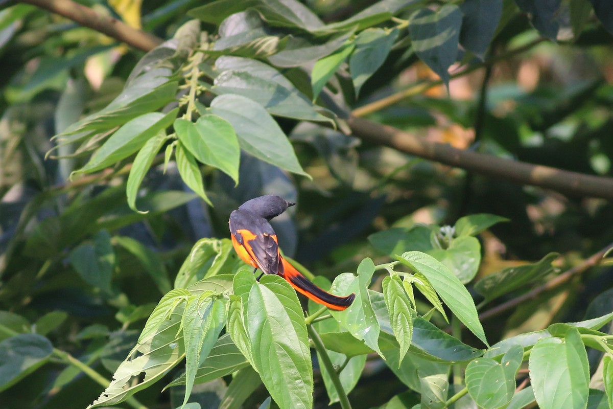 Graukehl-Mennigvogel - ML641912082